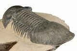 Detailed Paralejurus Trilobite - Atchana, Morocco #204246-4